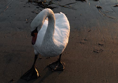 Foto profissional grátis de ave, branco, cisne