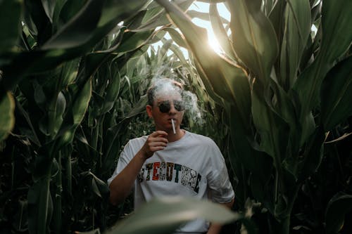 Man Smoking Cigarette in Corn Field