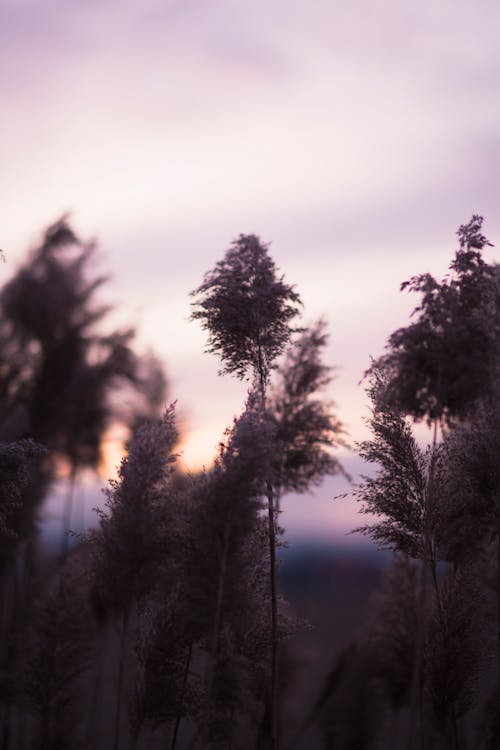 Fotografia Com Foco Seletivo De Plantas De Folhas Brancas