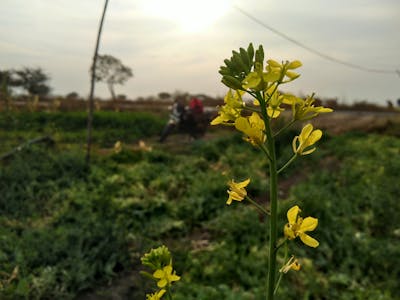 清明节的优美句子 清明节的优美句子短句