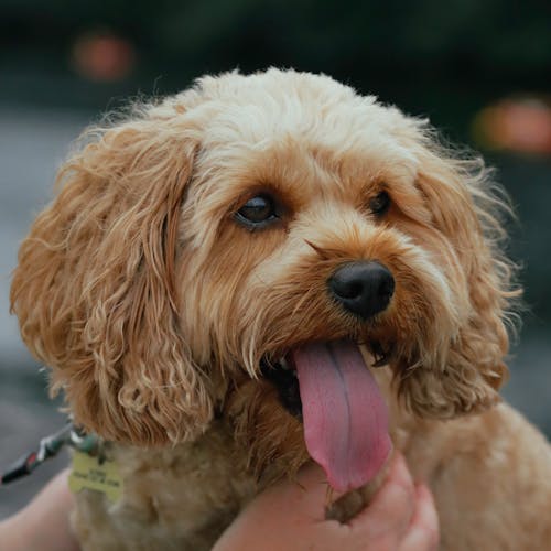 Kostenloses Stock Foto zu flaumig, haustier, hund