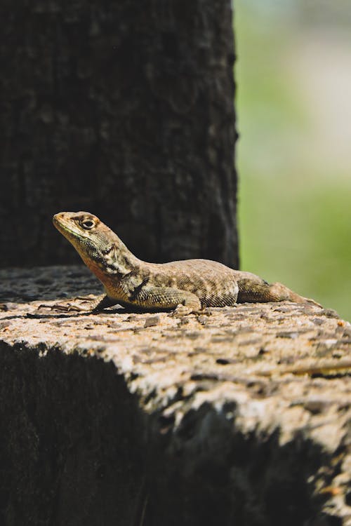 Close up of Lizard on Stone Wall