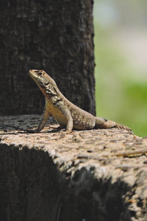 Lizard on Wall