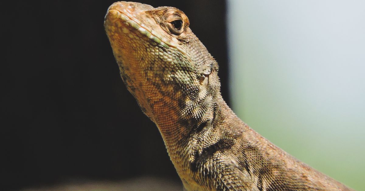 Close up of Lizard Head · Free Stock Photo