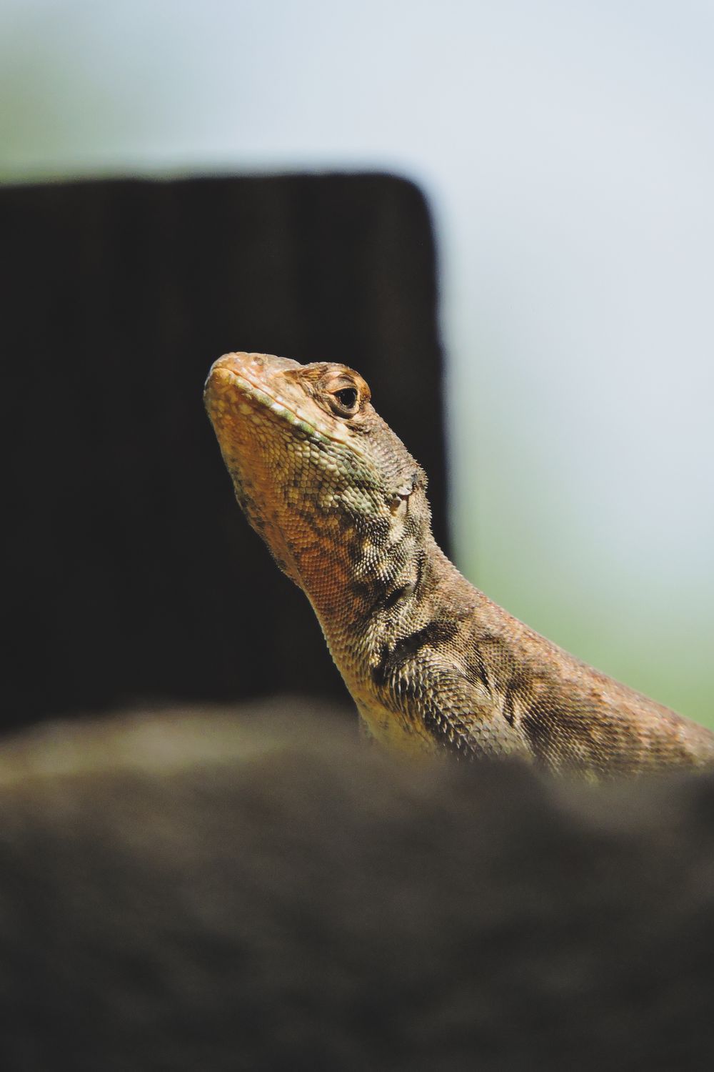 Close up of Lizard Head · Free Stock Photo