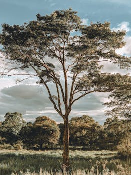A tall tree stands solitary against a serene countryside backdrop under a bright sky.