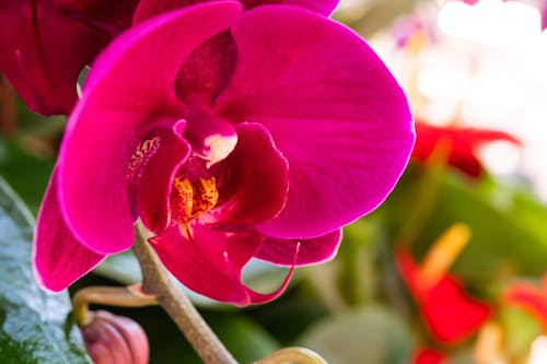 Macro shot of Orchid