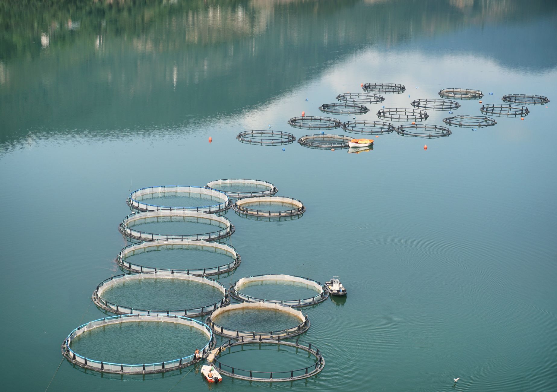 Home-Based Aquaculture