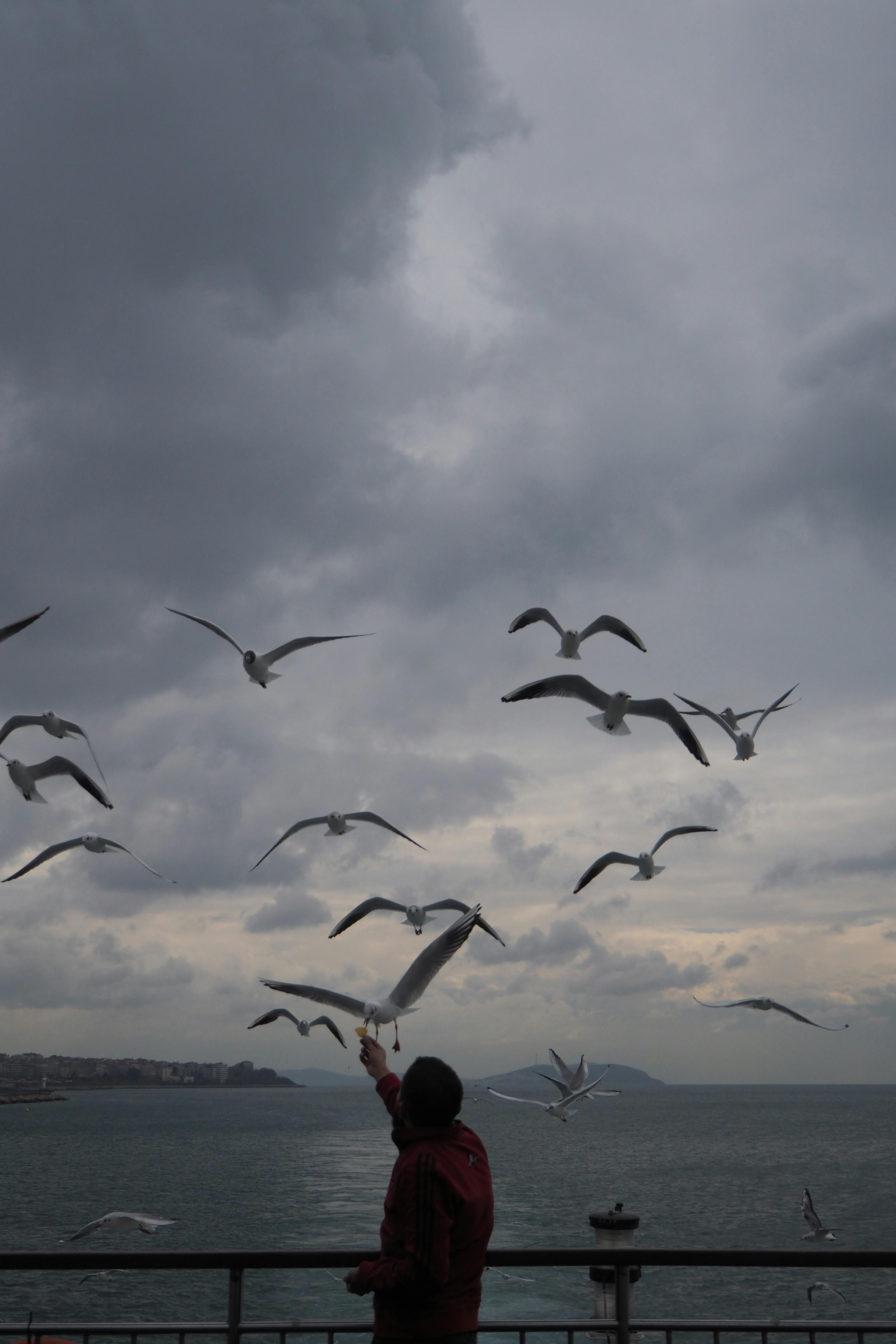 A dramatic image of seagulls flying over the sea against a cloudy sky.