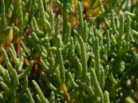 Glasswort flowers