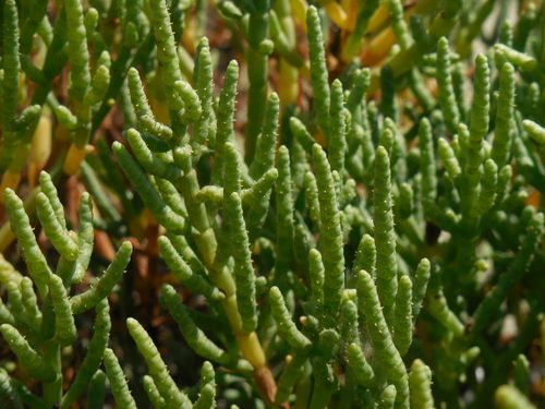 Free A detailed view of vibrant green succulent plant stems with a natural backdrop, showcasing botanical beauty. Stock Photo