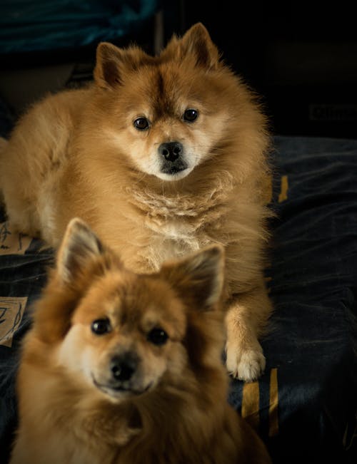 Fotobanka s bezplatnými fotkami na tému cicavec, domáce zvieratá, pomeranianské psy