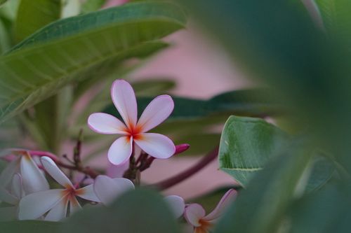Free Captivating close-up of pink frangipani flowers amidst lush green leaves in Jaipur, India. Stock Photo