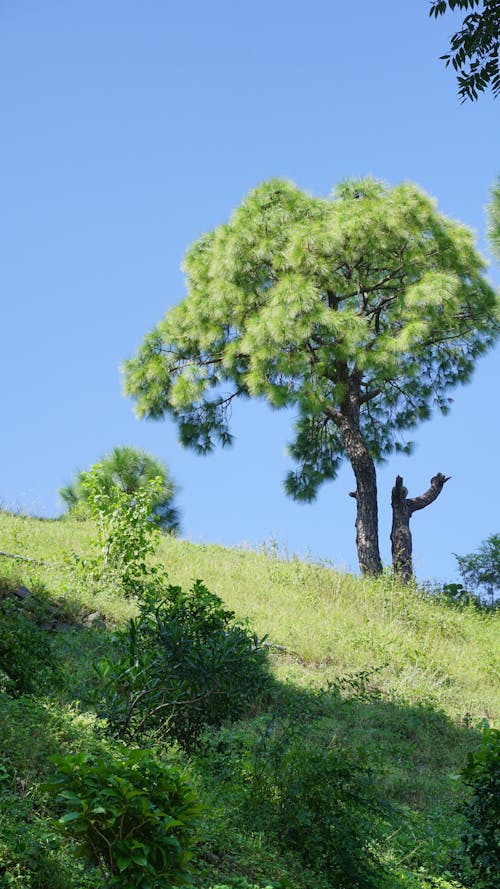 Gratis Pohon Hijau Di Grass Hill Foto Stok