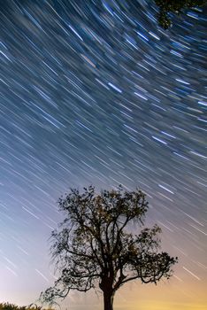 A stunning long exposure capturing star trails over a solitary tree set against a night sky.