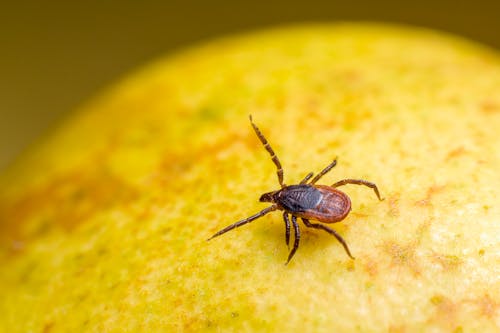 Little Tick on a Fruit