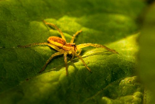 Free Detailed macro image of a yellow spider resting on a vibrant green leaf. Stock Photo