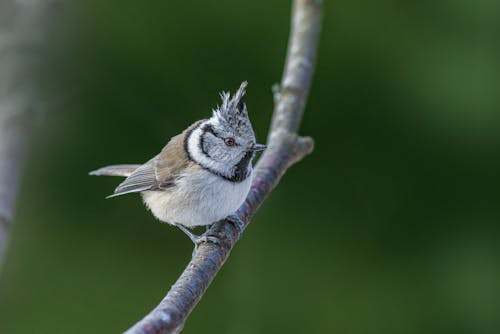 Close up of Crested Tit
