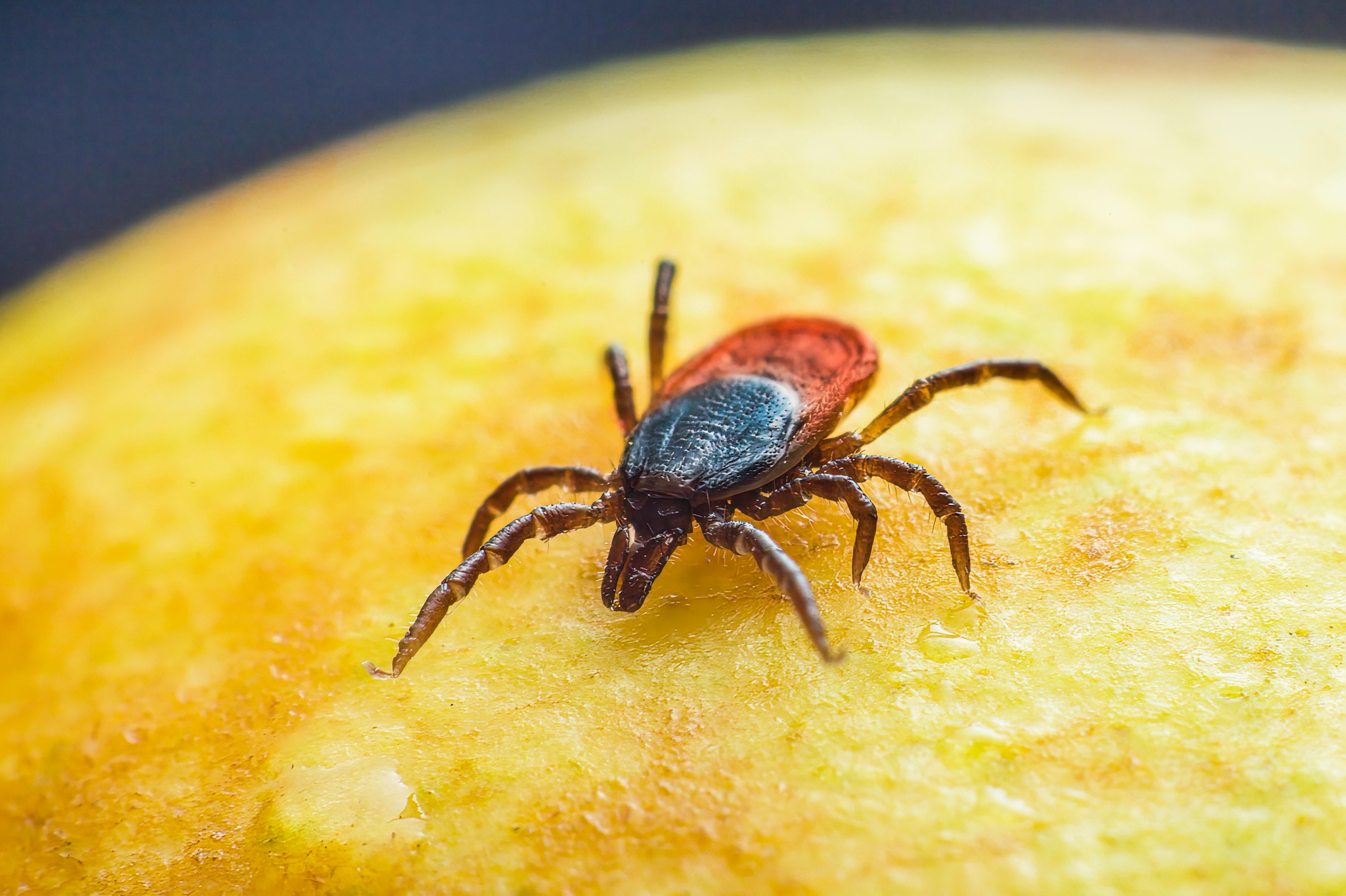 Close up of Tick