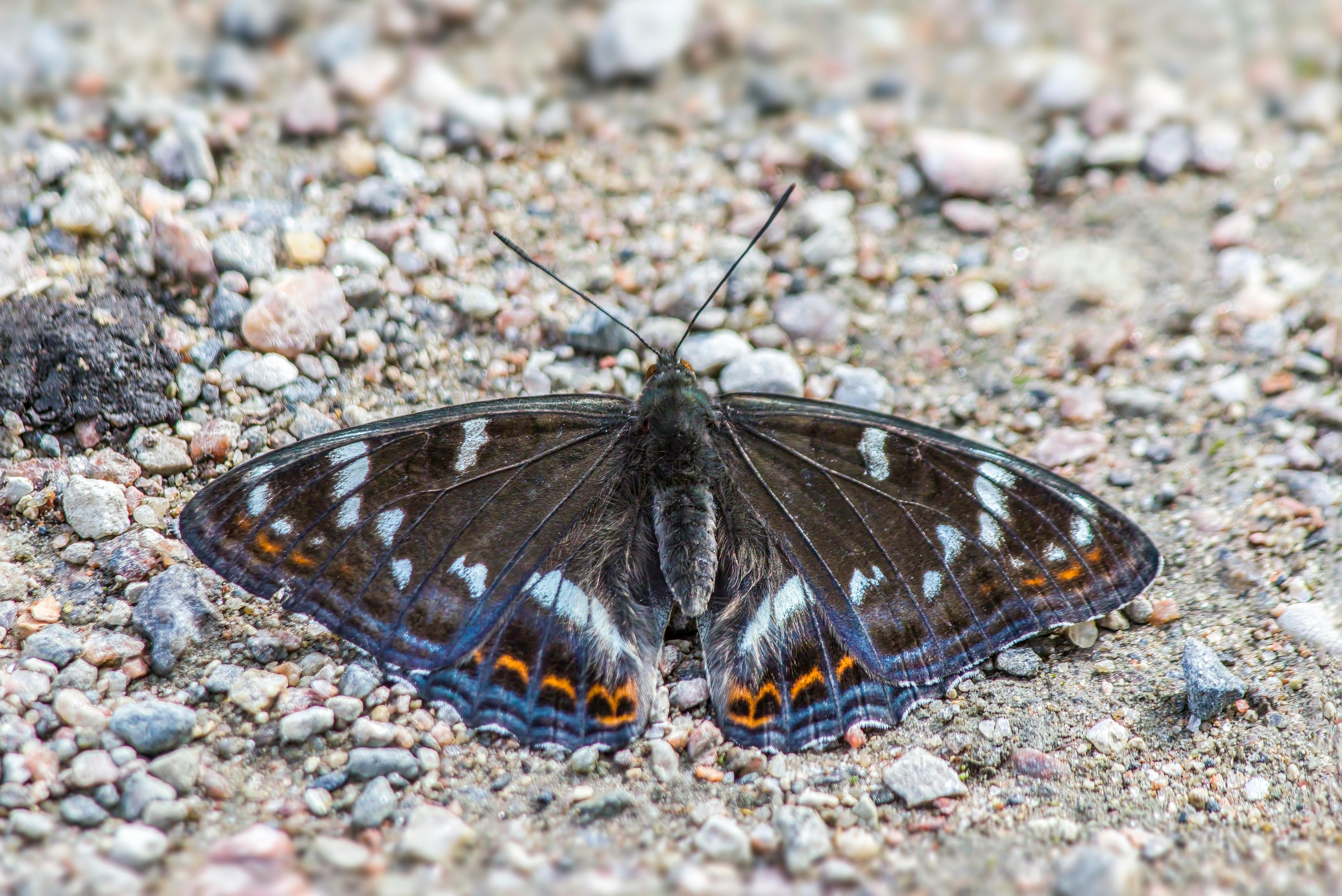 a black and white butterfly sitting on the ground