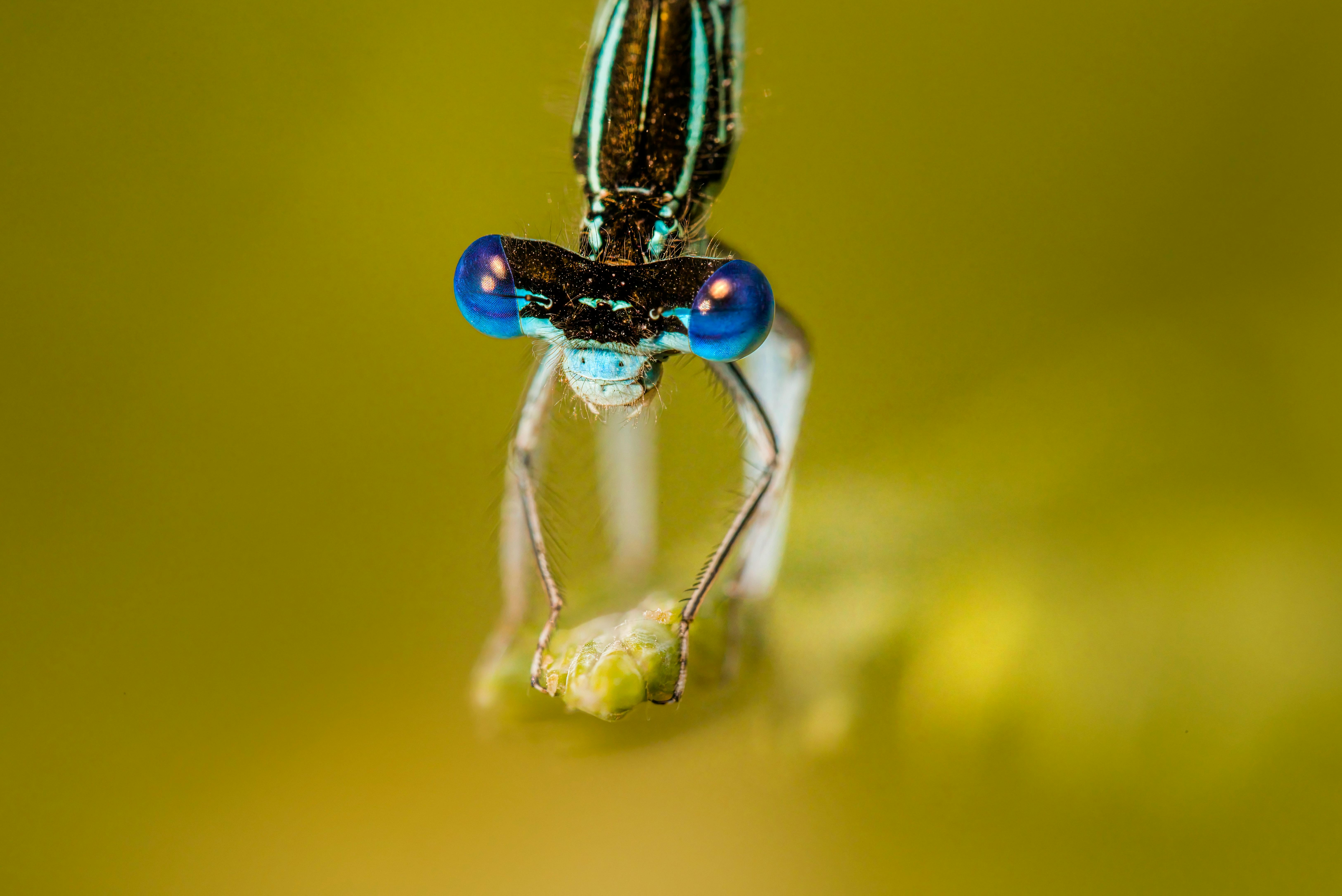 a close up of a blue and black dragonfly