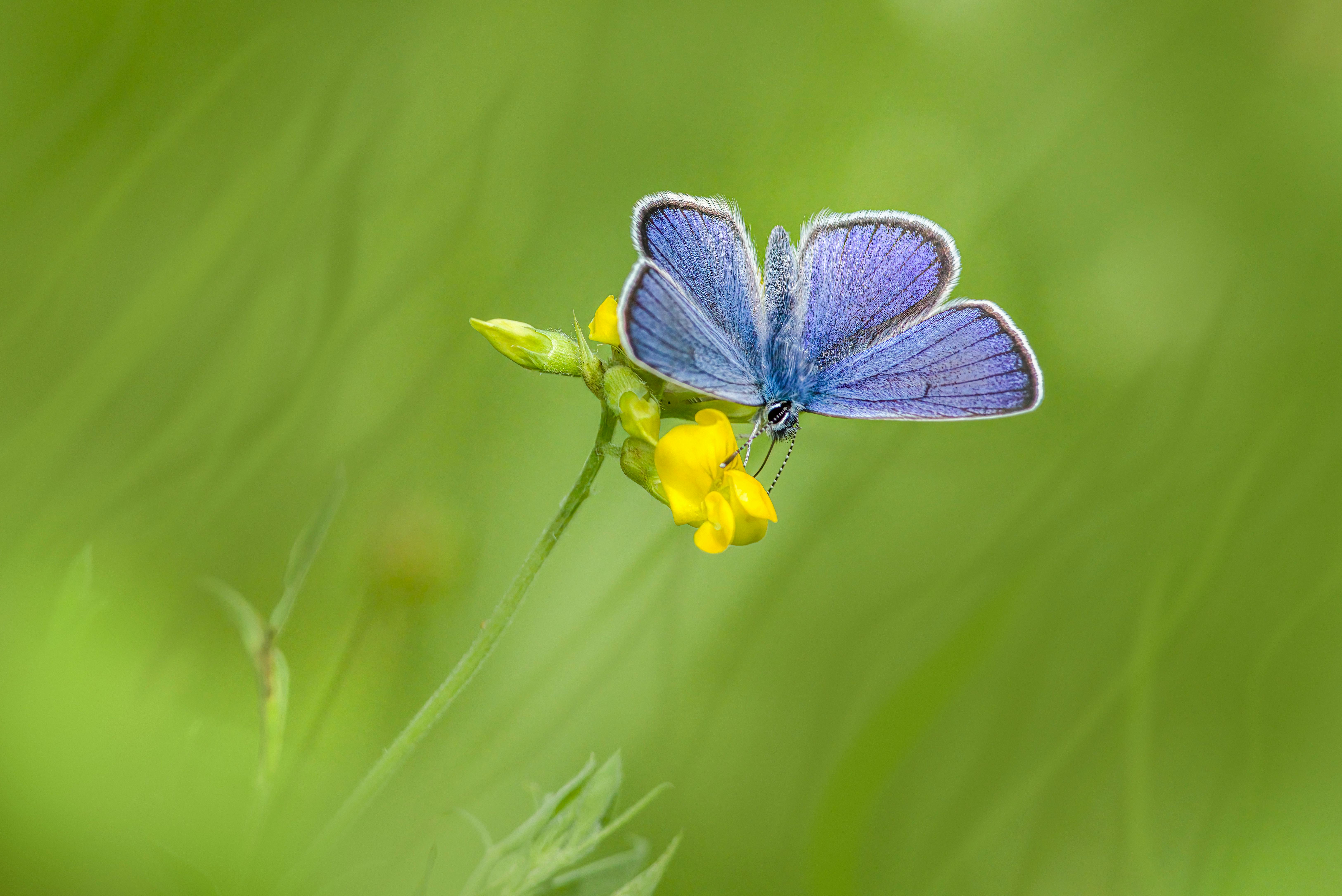 White And Yellow Butterfly Photos, Download The BEST Free White And