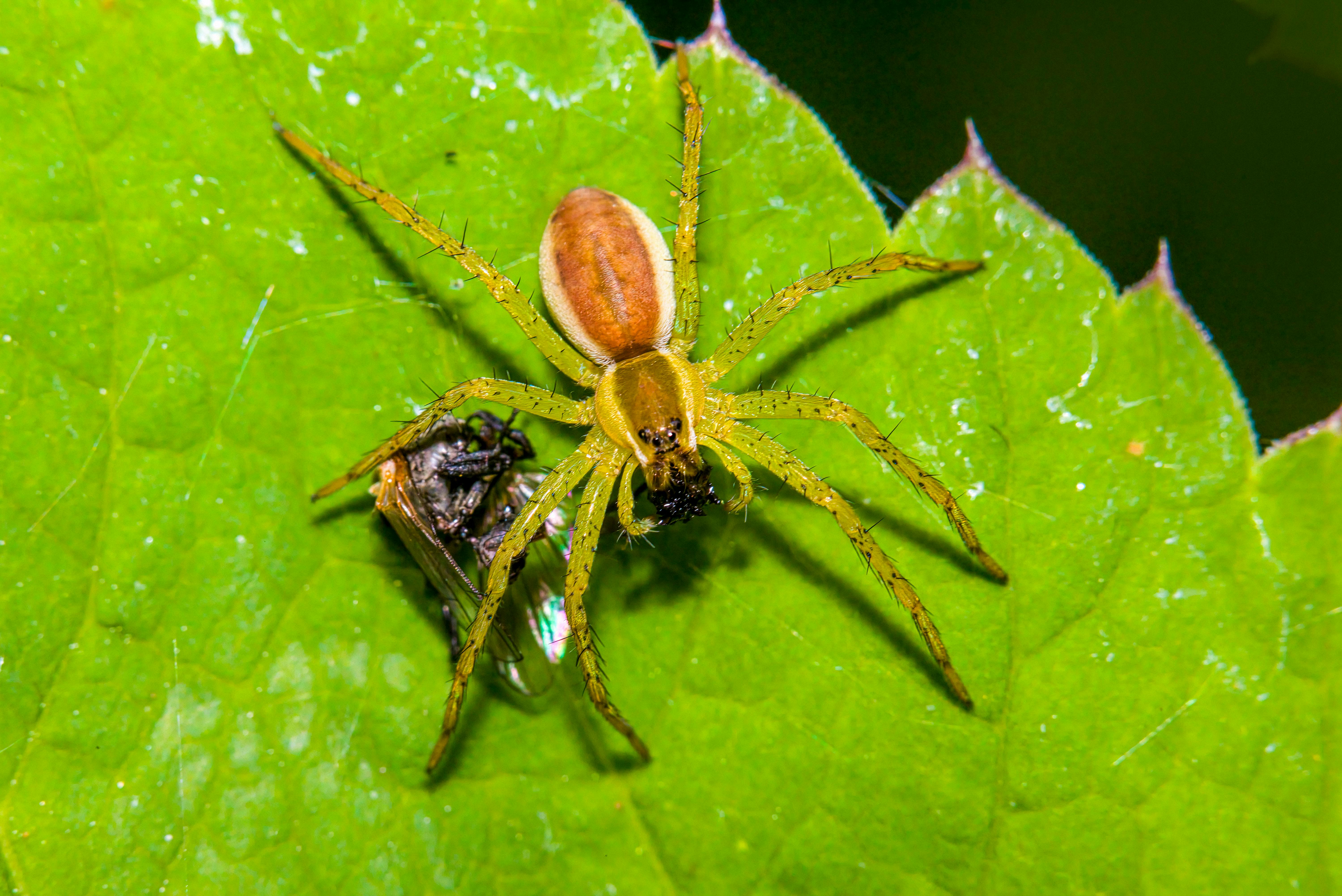 a spider is sitting on a leaf with a fly