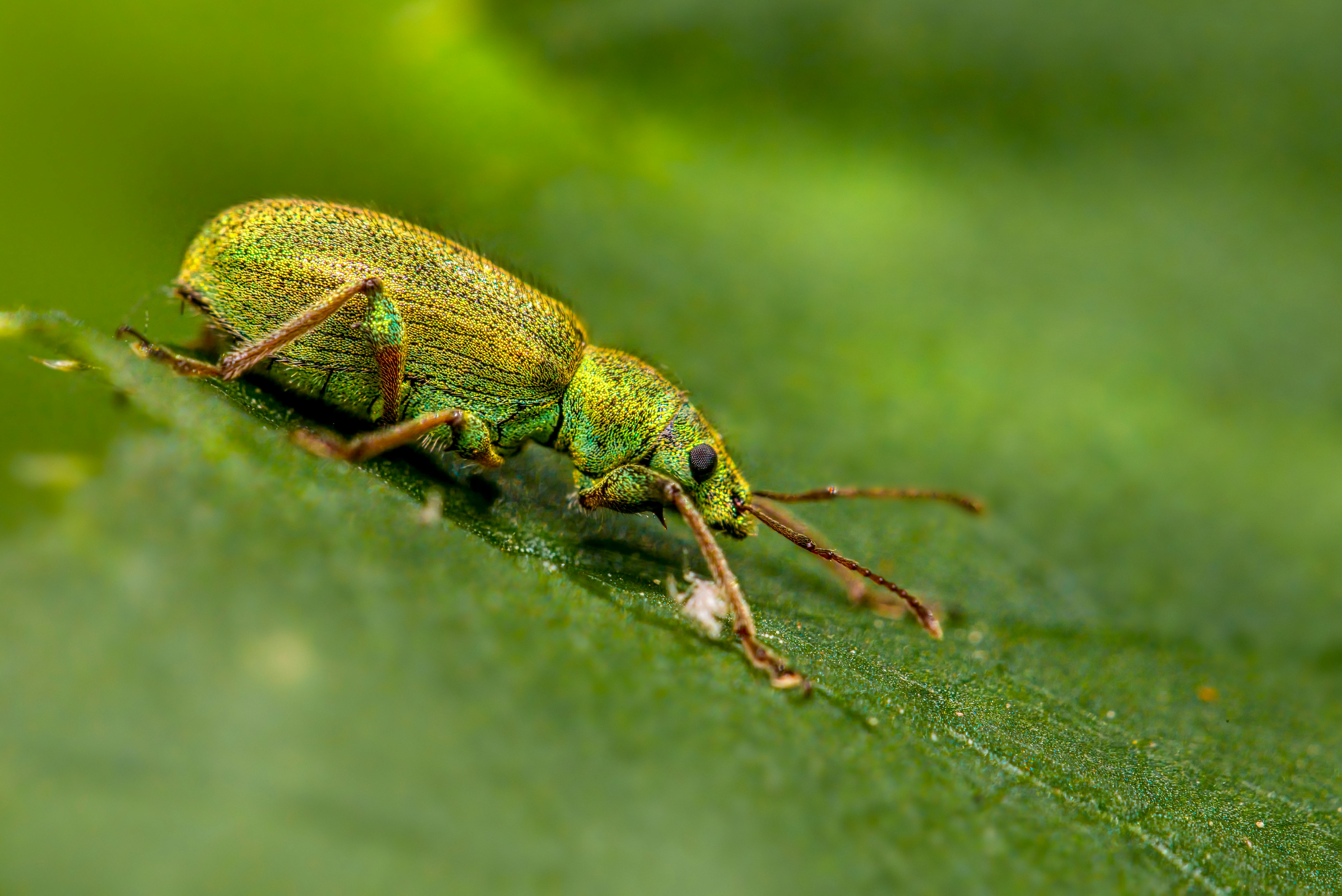 Micro Nature Photos Download The BEST Free Micro Nature Stock Photos