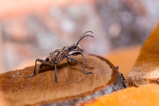 Close up of Beetle