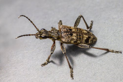 Close-up of an Insect