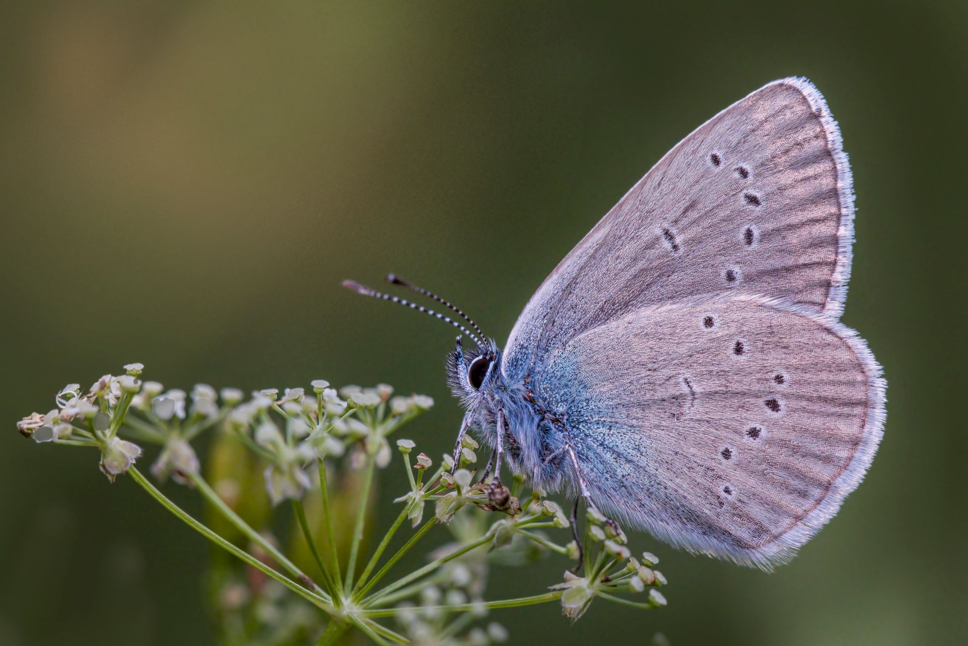 A small blue butterfly sitting on top of a plant
