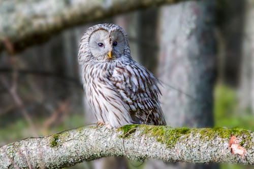 Close up of Ural Owl