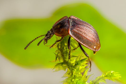 Detailed macro shot of a beetle perched on a leafy branch, showcasing its texture.