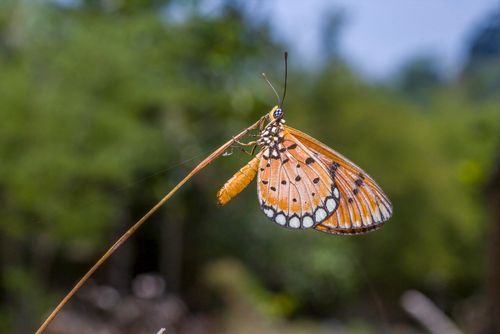 Free Close-up of a Monarch butterfly perched on a twig against a natural outdoor background. Stock Photo