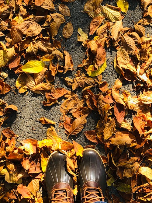 Gratis lagerfoto af blade, efterår, falde