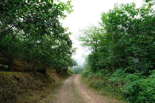 ağaçlar, iz, keçi yolu içeren Ücretsiz stok fotoğraf