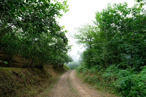 Kostnadsfri bild av resa, skog, spår