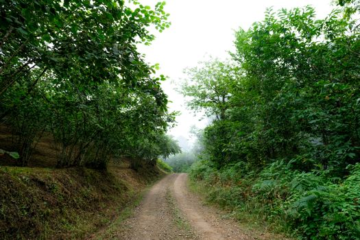 Road in a Forest