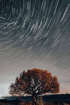 Mesmerizing star trails forming patterns over a solitary tree in a dark night sky.