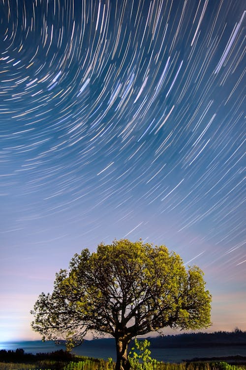 Foto d'estoc gratuïta de arbre, astronomia, camp