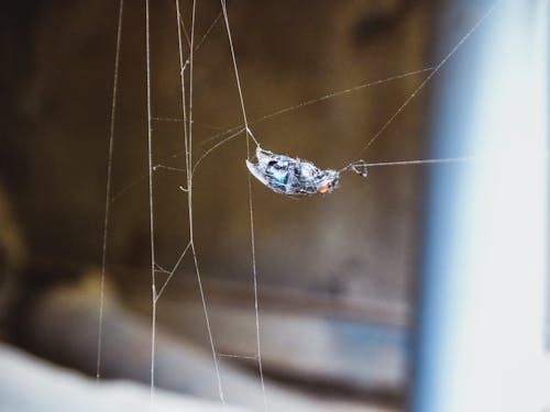 Mosca en tela de araña