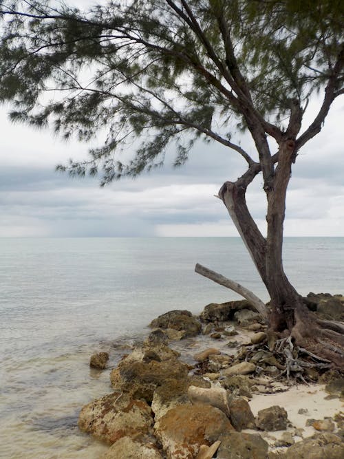 Free Lone Tree by the Shore Stock Photo