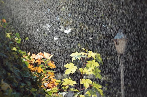 Rainfall over Leaves at Night