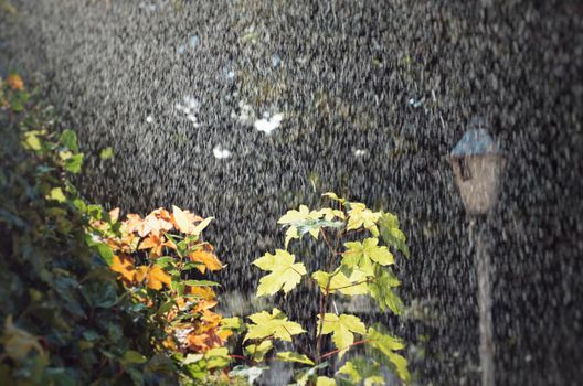 Rain falls on vibrant leaves in a garden, highlighting the contrast between sunlight and shadows.