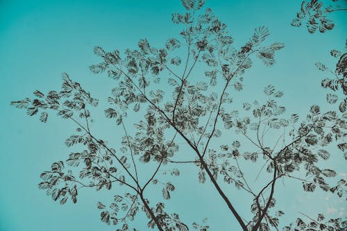 무료 검은 잎 나무 그림 스톡 사진
