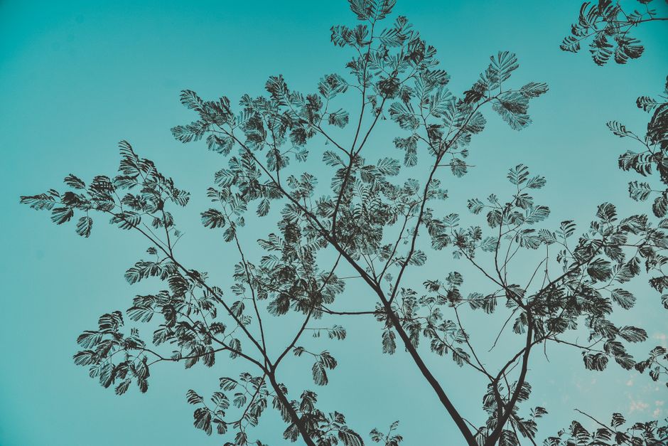 A peaceful silhouette of tree branches with delicate leaves against a clear blue sky.