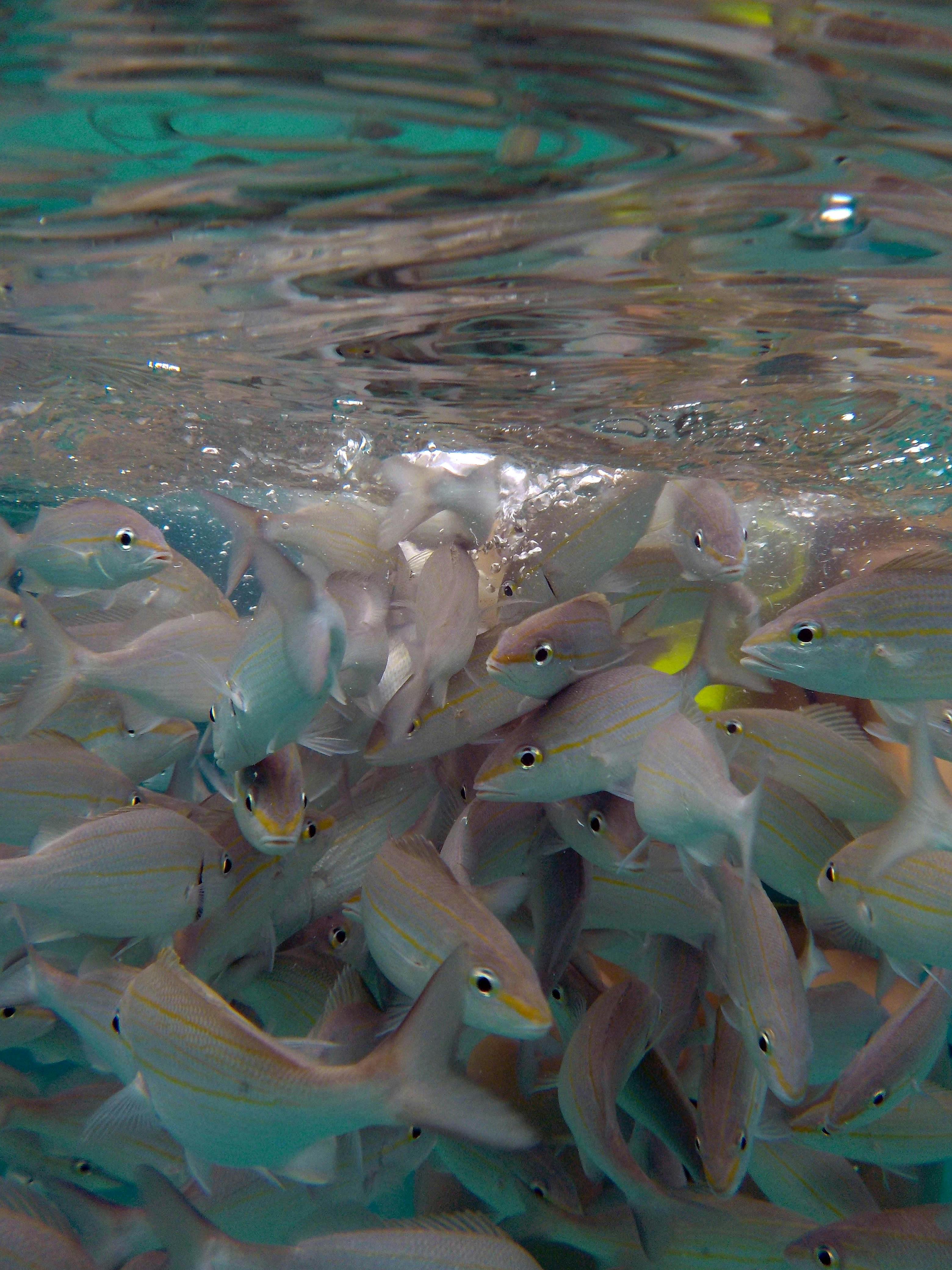 Free stock photo of cayman islands, fish, snorkeling
