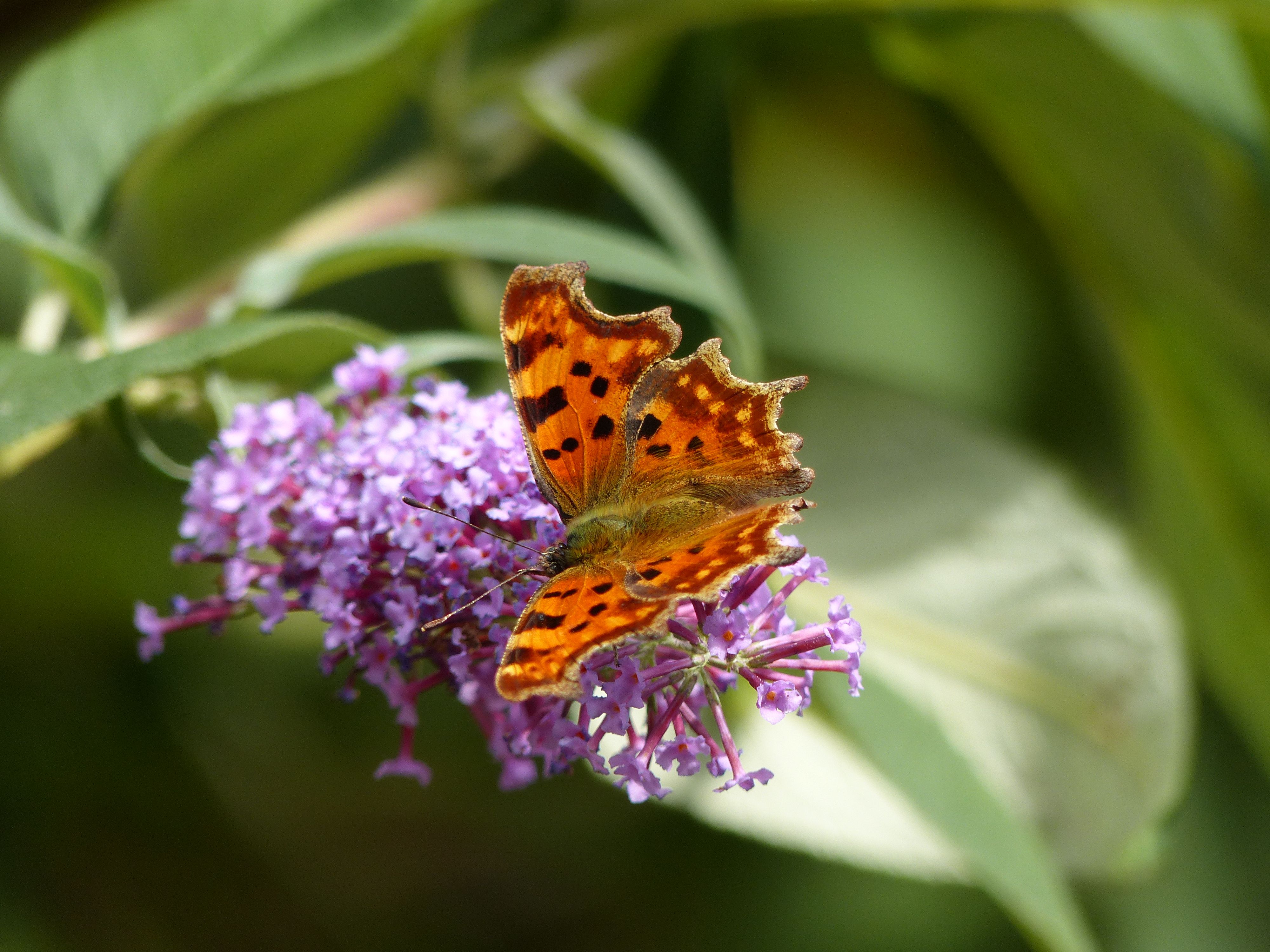 Comma Butterfly on Flower · Free Stock Photo