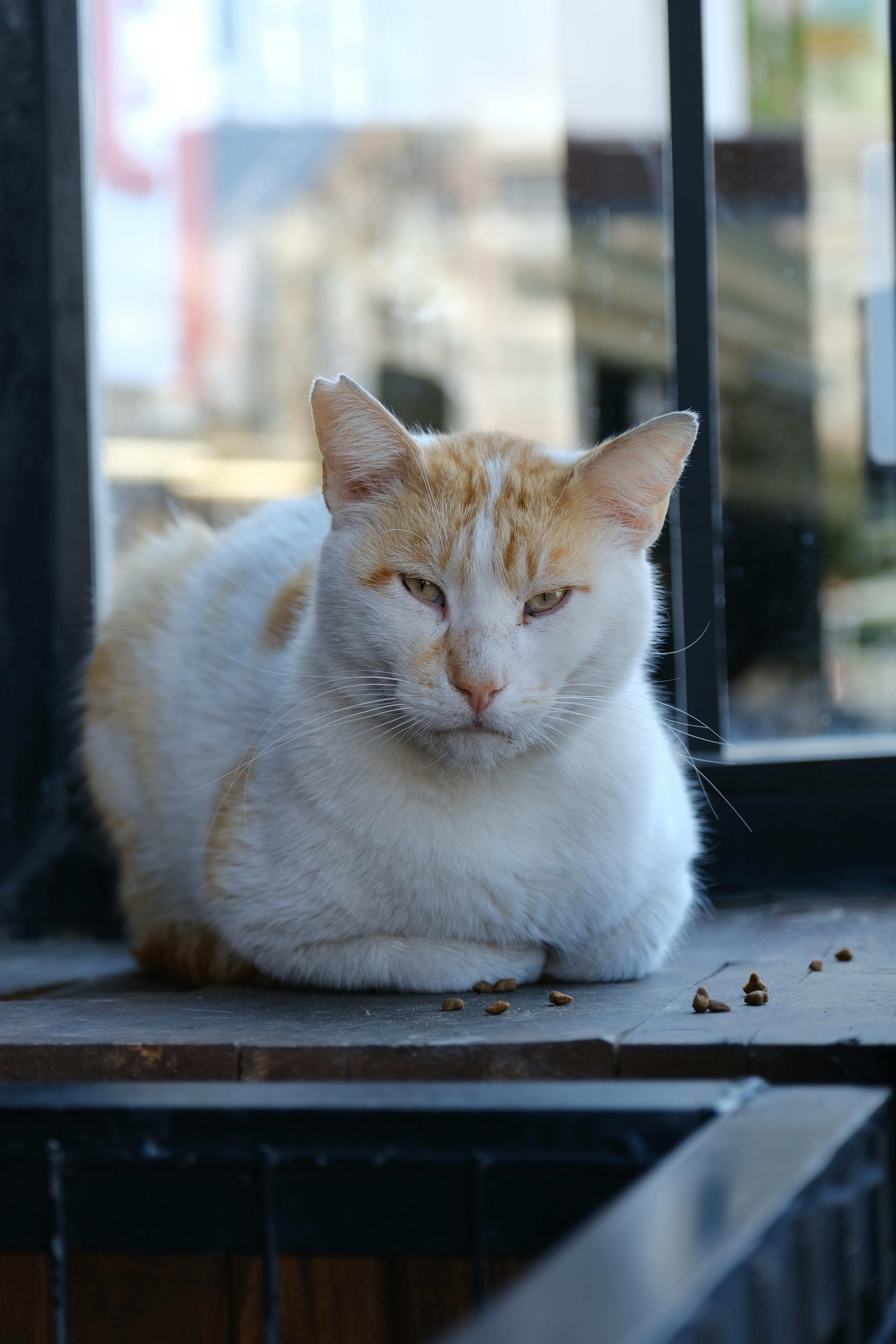 Angry cat looks in front. Stock Photo