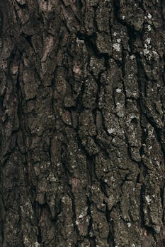 Detailed view of rough tree bark with lichen in natural earthy tones.